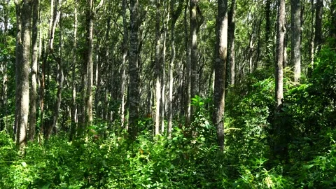 Wall of Woods: Dense Tropical Forest Trunks with Lush Green Undergrowth 스톡 동영상 342777439