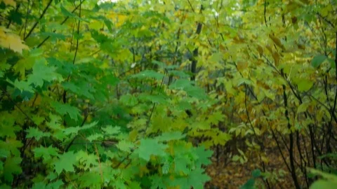 Wall of yellow leaves of early fall Video stock 80875436