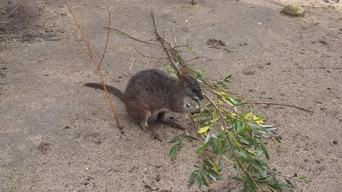 Wallabee Stock Footage 146717616