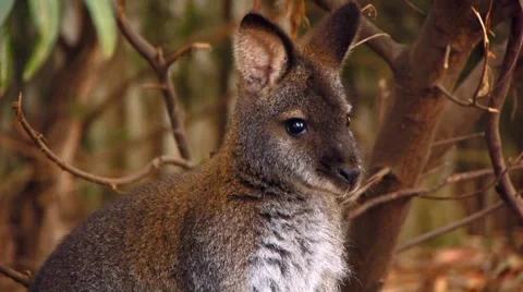 Wallabee Looking Around Stock Footage 4885411