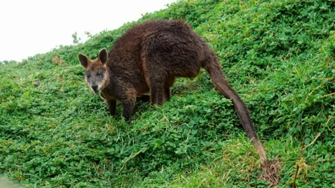 Wallabie Eating Grass Stock Footage 286298748