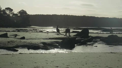 Wallabies on beach as sunsets behind them Stock Footage 297716813