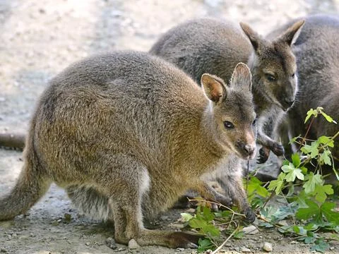 Wallabies of Bennet Stock Photos