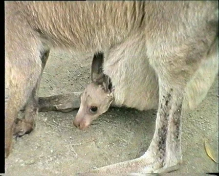 Wallabies Stock Footage