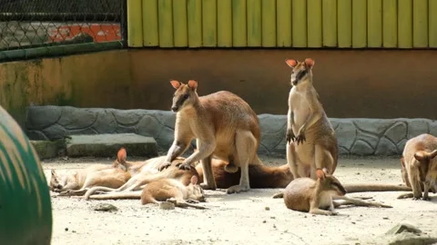 Wallabies Stock Footage 224937432