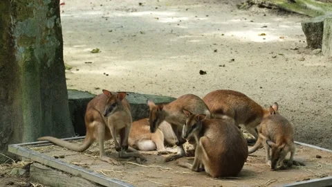 Wallabies Stock Footage 224937494