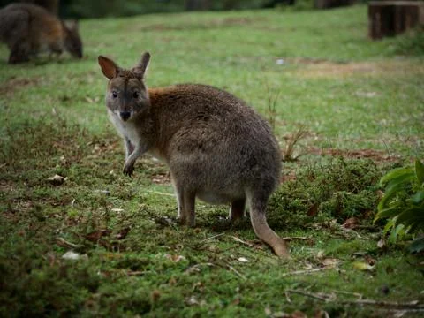 Wallabies grazing Stock Photos