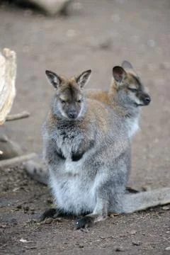 Wallabies Stock Photos