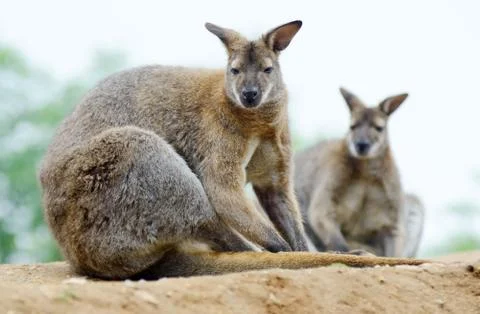 Wallabies Stock Photos