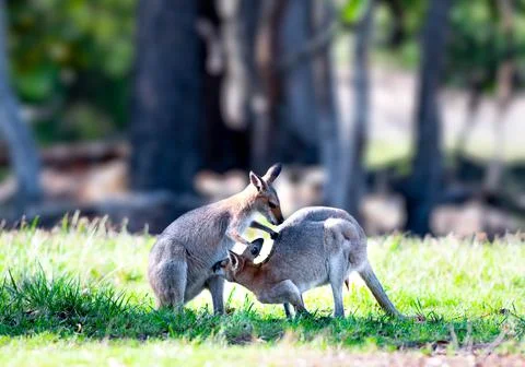 Wallabies Stock Photos