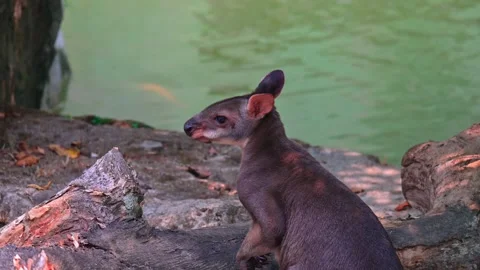 Wallabies on the Riverside 스톡 동영상 264995543
