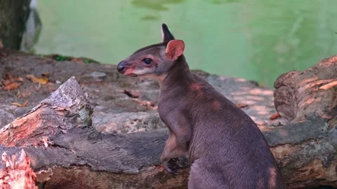 Wallabies on the Riverside 스톡 동영상 264995896