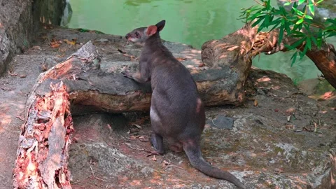 Wallabies on the Riverside 스톡 동영상 264995962