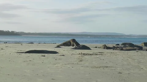 Wallabies by rocks on beach Stock Footage 297719279