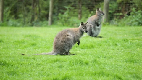 Wallaby 1 Stock Footage 197196976
