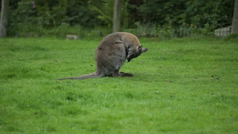 Wallaby 1 Stock Footage 197202134