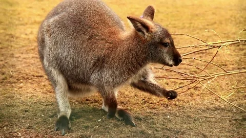 Wallaby 1 Vídeos de archivo 238609172