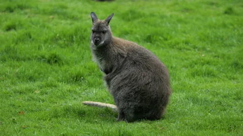 Wallaby 3 Stock Footage 197196939