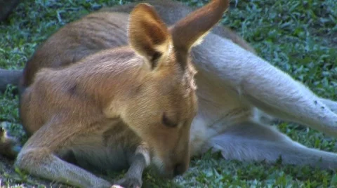 Wallaby in Australia Stock Footage 157037