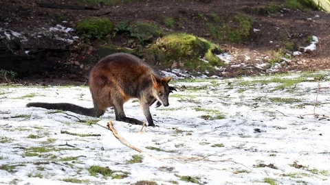 Australia Animals Stock Footage ~ Royalty Free Stock Videos 