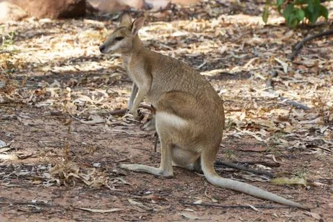 Wallaby, Australia Stock Photos