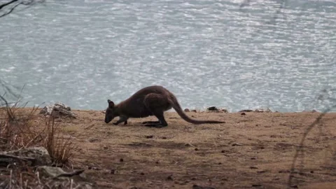 Wallaby by the beach Stock Footage 159035581