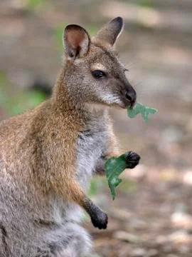 Wallaby of Bennet Stock Photos