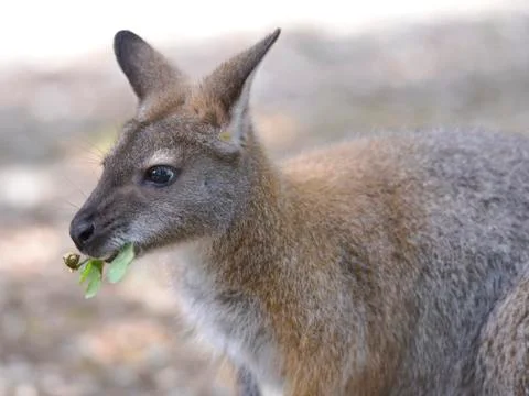 Wallaby of Bennet Stock Photos