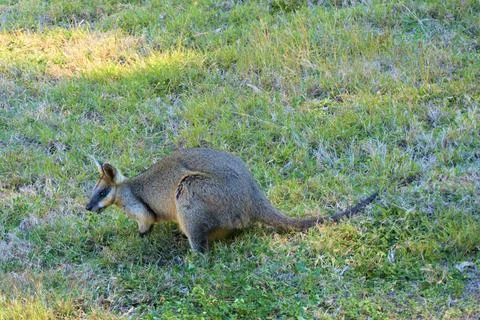 Wallaby chewing on grass Foto stock