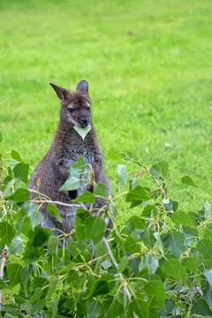 Wallaby in a clearing Stock Photos