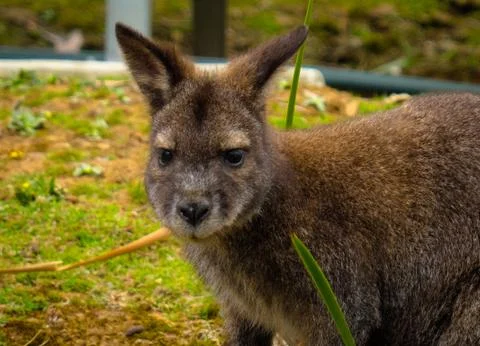 Wallaby - close up on face Stock Photos