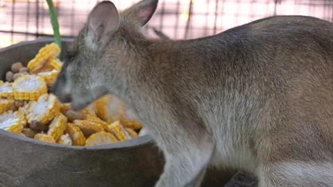 Wallaby eat 스톡 동영상 265380145