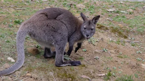 Wallaby eating and looking around Stock Footage 110774510