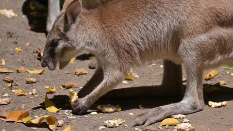 Wallaby eating 스톡 동영상 265375625