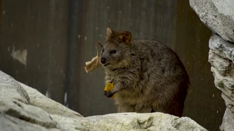Wallaby eating Stock Footage 272735286