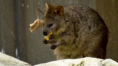 Wallaby eating  Stock Footage 272809098