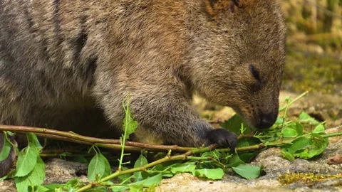 Wallaby eating Stock Footage 273654108