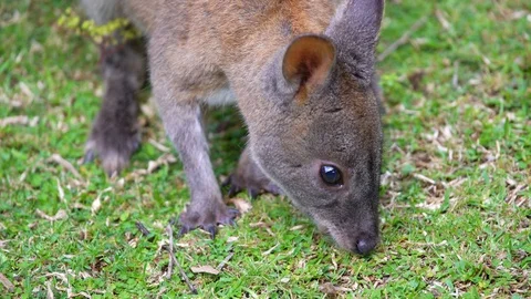Wallaby eating grass close up Stock Footage 90461138