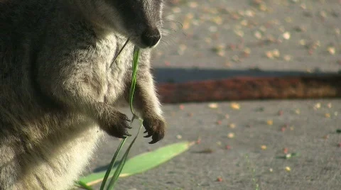 A wallaby eating grass Stock Footage 856452