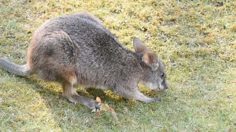 Wallaby eating grass Video stock 96844031