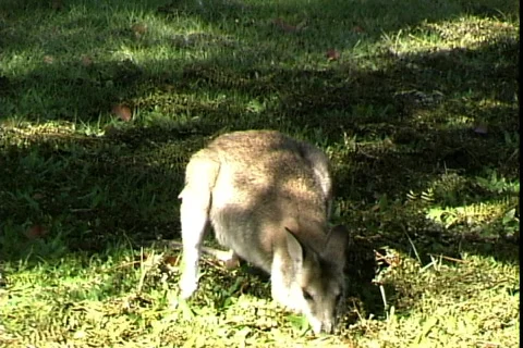 Wallaby Видео 821023