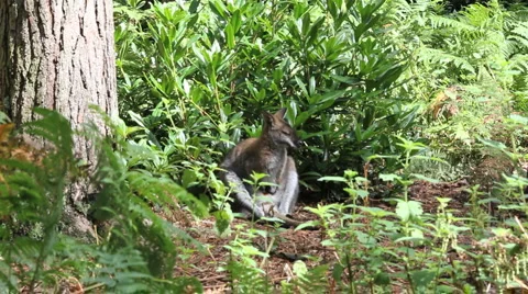 Wallaby 스톡 동영상 918518