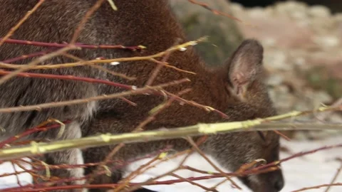 Wallaby Stock Footage 234434182