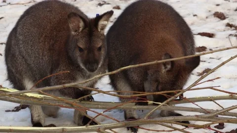 Wallaby Stock Footage 234434265