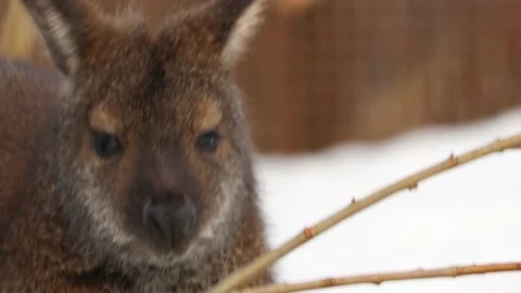 Wallaby Stock Footage 234434277
