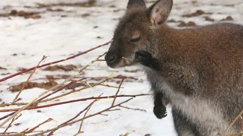 Wallaby Stock Footage 234434332