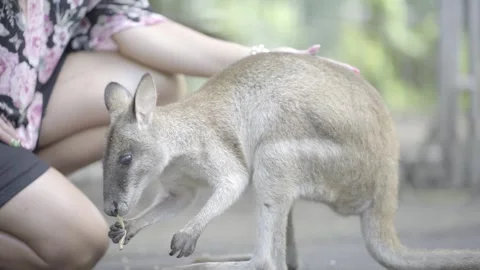 Wallaby Stock Footage 271219367