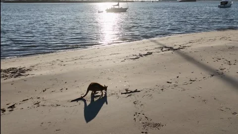 Wallaby Foraging on a Sandy Beach at Low Tide Stock Footage 345099848