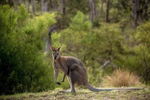 Wallaby in Forest 2 스톡 사진