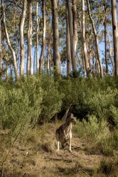 Wallaby in Forest 스톡 사진